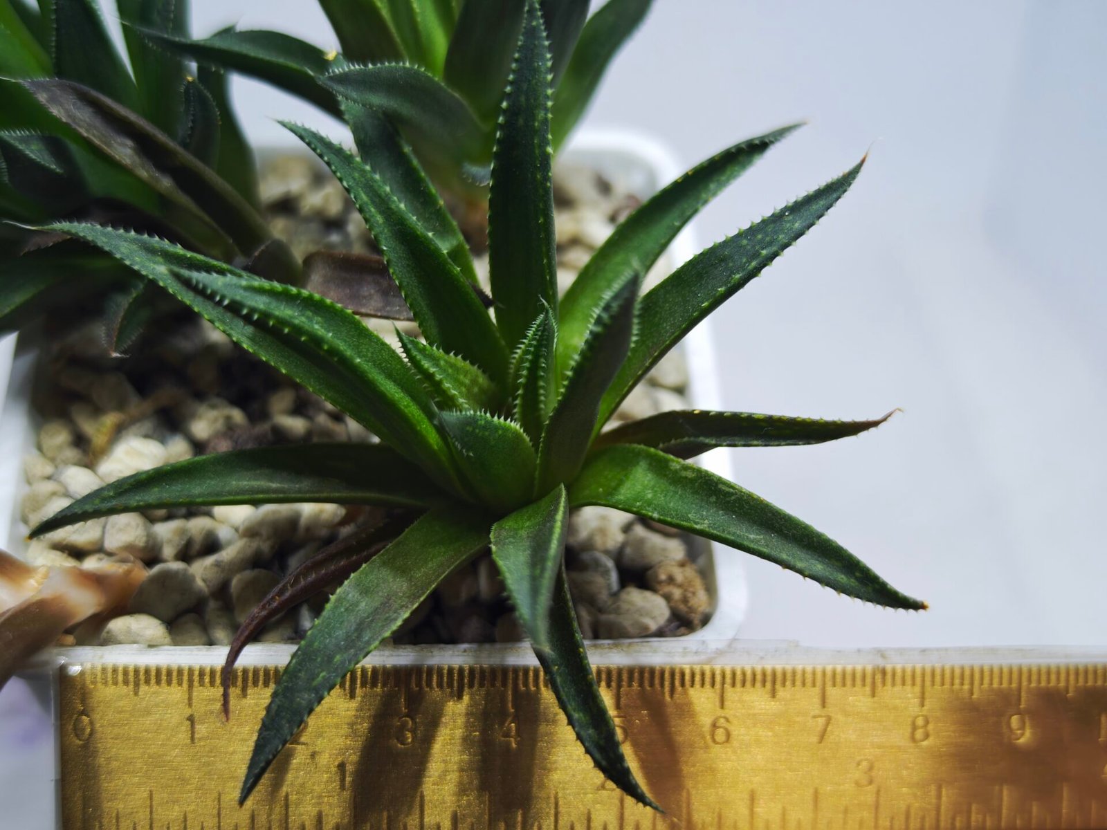 Haworthia Seedling MS286 Karasujoh Vloki - 1