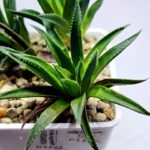 Haworthia Seedling MS286 Karasujoh Vloki - 2