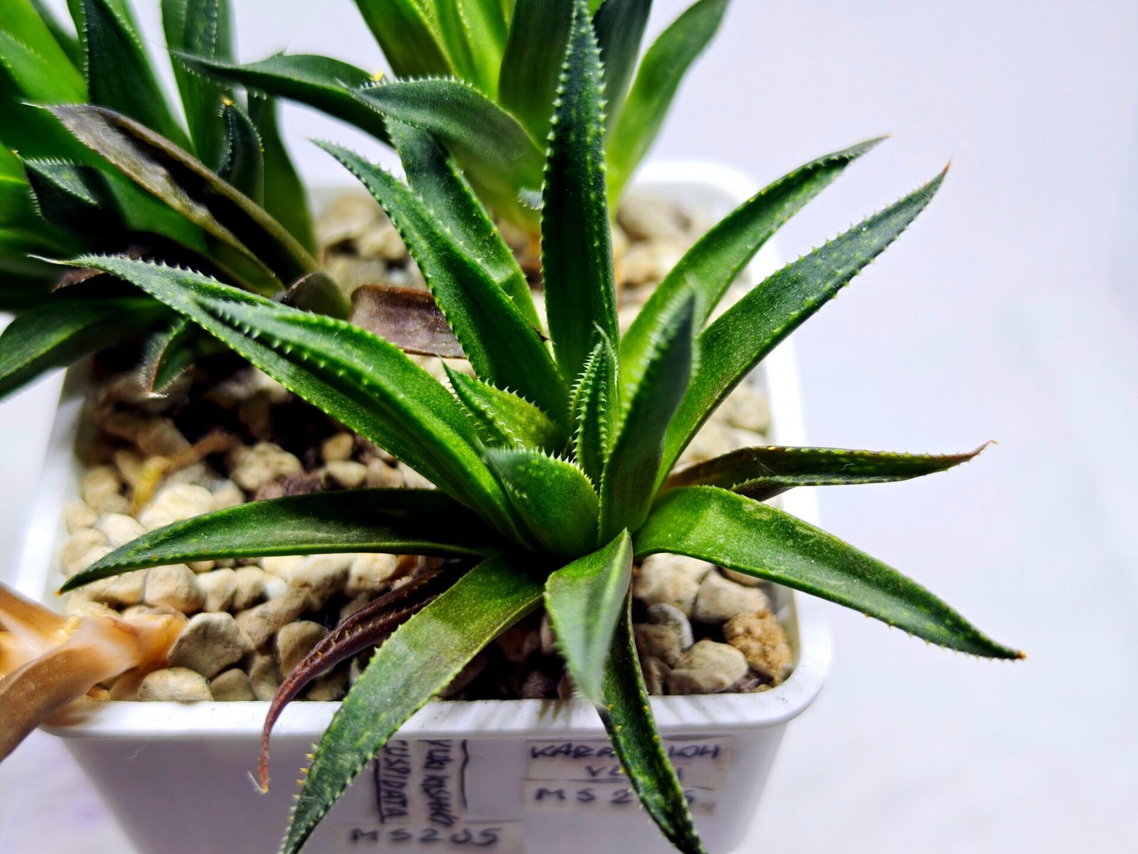 Haworthia Seedling MS286 Karasujoh Vloki - 2