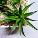 Haworthia Seedling MS286 Karasujoh Vloki - 3