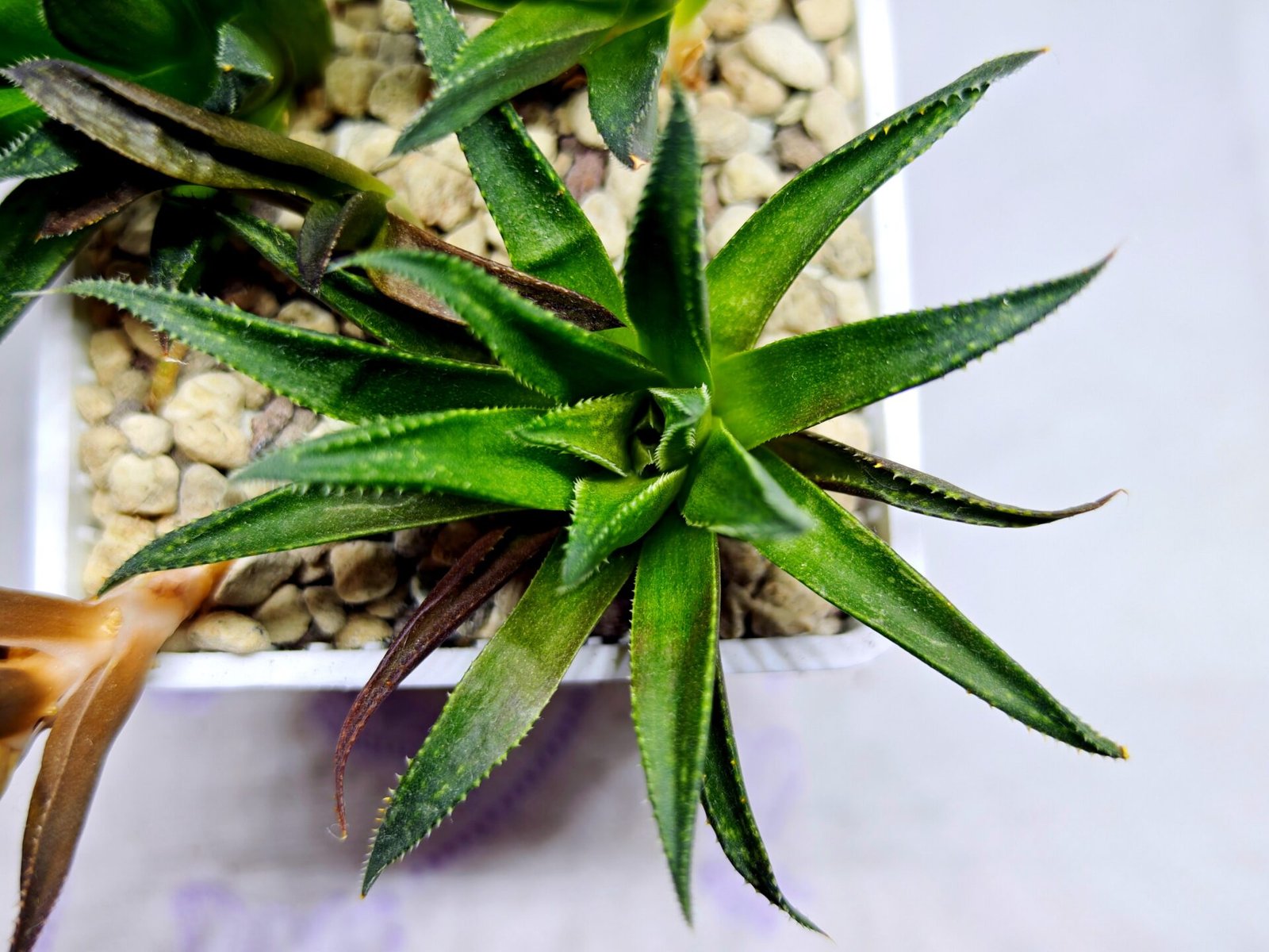 Haworthia Seedling MS286 Karasujoh Vloki - 3