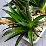 Haworthia Seedling MS286 Karasujoh Vloki - 4