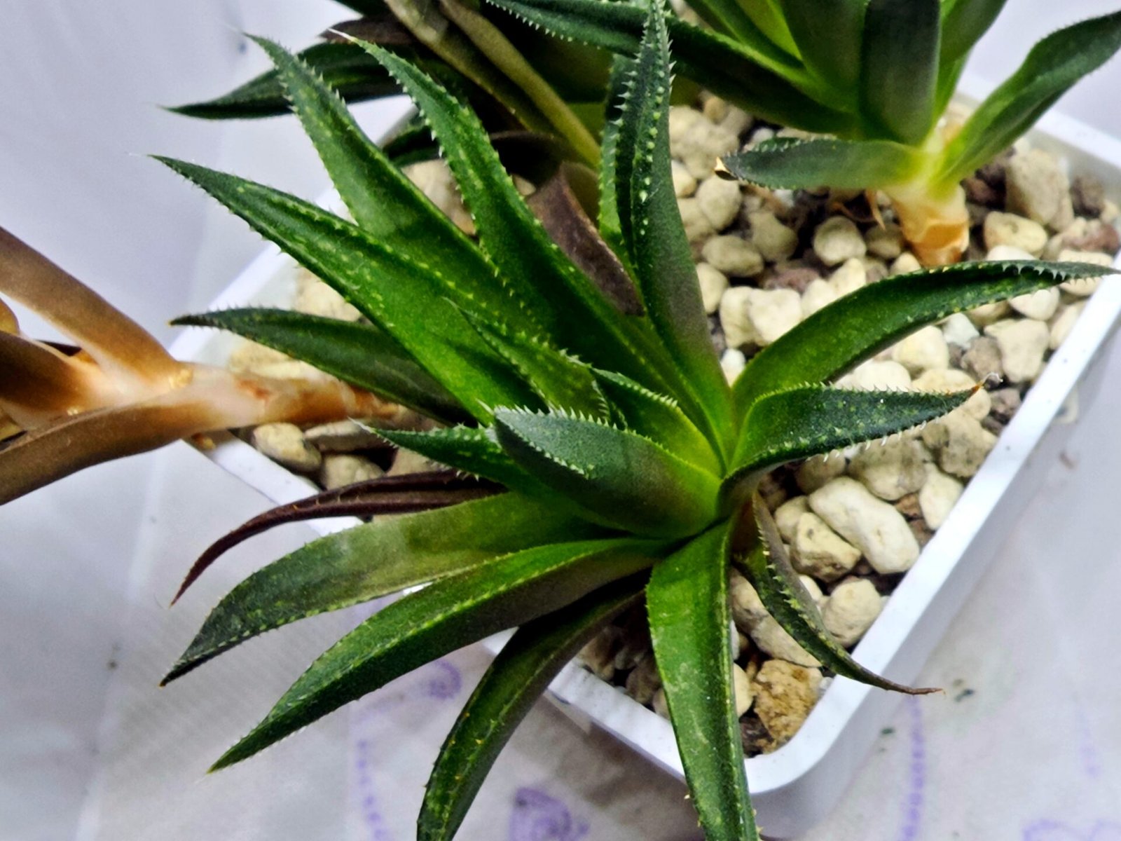 Haworthia Seedling MS286 Karasujoh Vloki - 4
