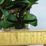 Haworthia Seedling MS278 Springbok x Maughanii - 1