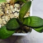 Haworthia Seedling MS278 Springbok x Maughanii - 2