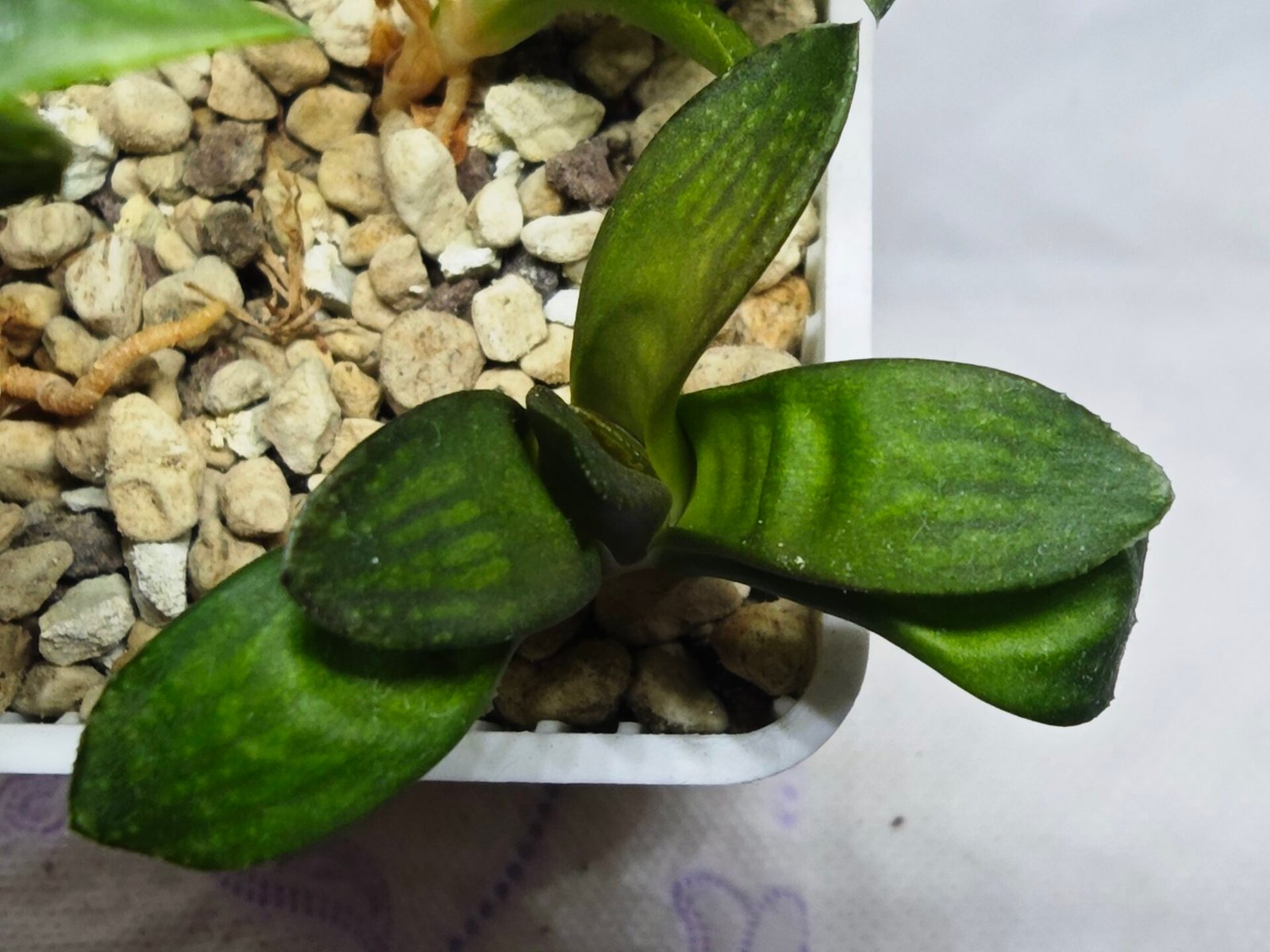 Haworthia Seedling MS278 Springbok x Maughanii - 2