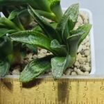 Haworthia Seedling MS281 Maughanii Hybrid x Yuki Keshiki - 2