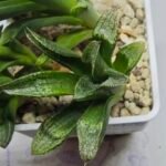 Haworthia Seedling MS281 Maughanii Hybrid x Yuki Keshiki - 3