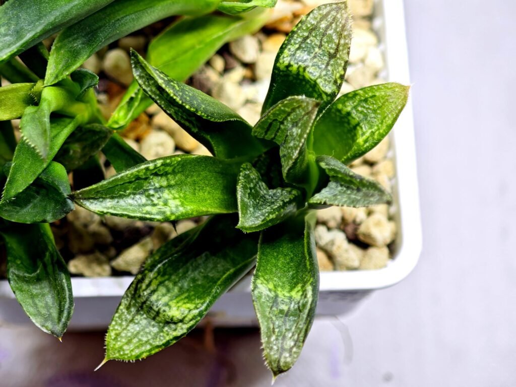 Haworthia Seedling MS281 Maughanii Hybrid x Yuki Keshiki - 1