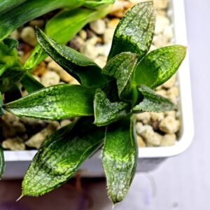 Haworthia Seedling MS281 Maughanii Hybrid x Yuki Keshiki - 1