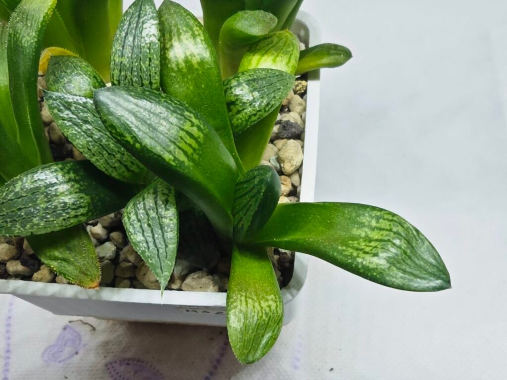 Home 3 Haworthia Seedling MS272 Thake Tora x Maughanii Magnifica Splendens - 4