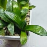 Haworthia Seedling MS272 Thake Tora x Maughanii Magnifica Splendens - 4