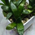 Haworthia Seedling MS272 Thake Tora x Maughanii Magnifica Splendens - 1