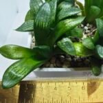 Haworthia Seedling MS272 Thake Tora x Maughanii Magnifica Splendens - 2