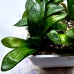 Haworthia Seedling MS272 Thake Tora x Maughanii Magnifica Splendens - 3