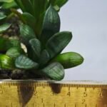 Haworthia Seedling MS273 Thake Tora x Maughanii Magnifica Splendens - 1