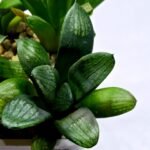 Haworthia Seedling MS273 Thake Tora x Maughanii Magnifica Splendens - 2