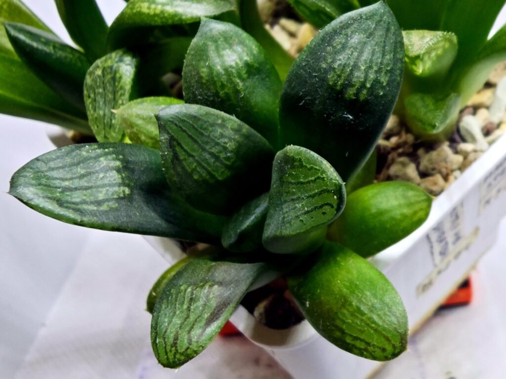 Haworthia Seedling MS273 Thake Tora x Maughanii Magnifica Splendens - 3