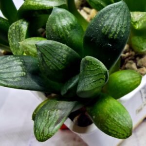 Haworthia Seedling MS273 Thake Tora x Maughanii Magnifica Splendens - 3