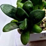 Haworthia Seedling MS273 Thake Tora x Maughanii Magnifica Splendens - 4