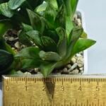 Haworthia Seedling MS275 Maughanii Springbok - 1