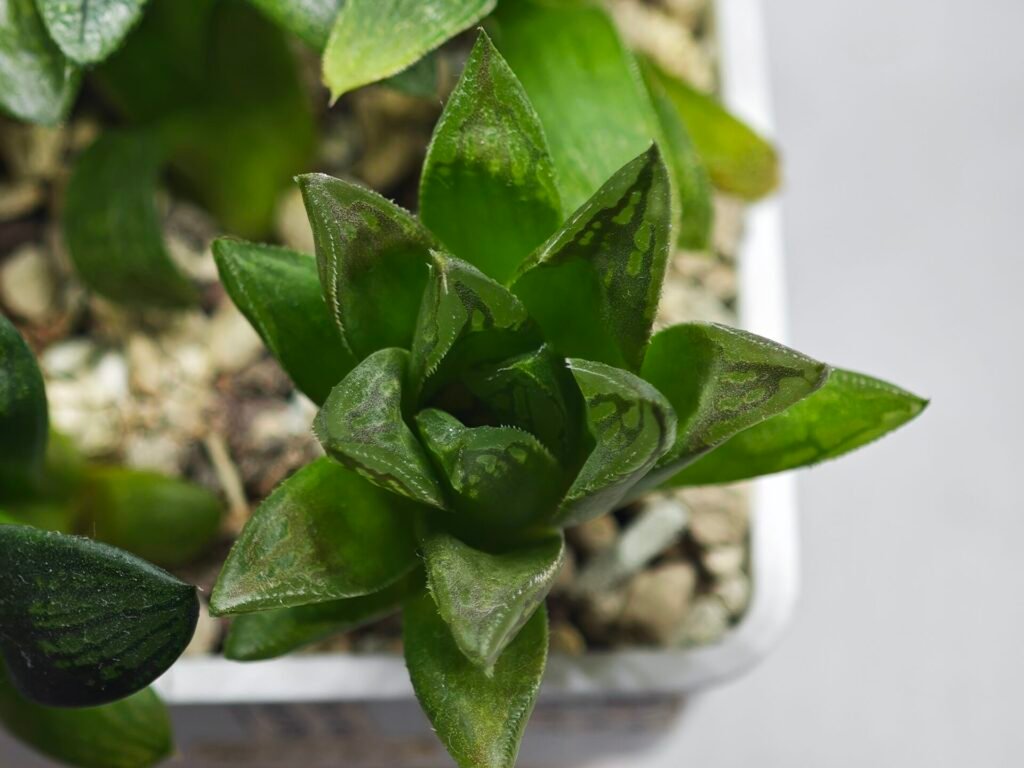Haworthia Seedling MS275 Maughanii Springbok - 2