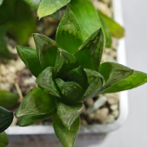 Haworthia Seedling MS275 Maughanii Springbok - 2