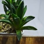 Haworthia Seedling MS270 Bev’s Wonder Gasteria - 1