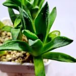 Haworthia Seedling MS270 Bev’s Wonder Gasteria - 2