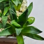 Haworthia Seedling MS270 Bev’s Wonder Gasteria - 3