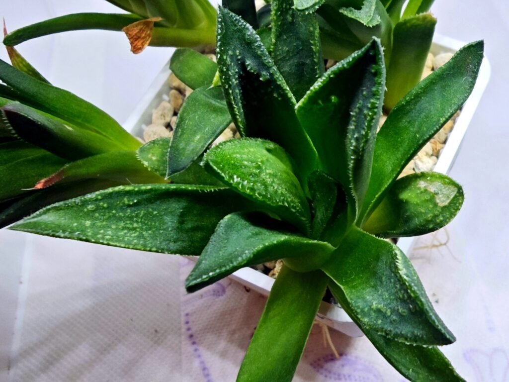 Haworthia Seedling MS270 Bev’s Wonder Gasteria - 4