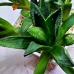 Haworthia Seedling MS270 Bev’s Wonder Gasteria - 4