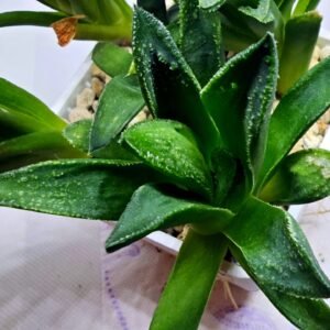 Haworthia Seedling MS270 Bev’s Wonder Gasteria - 4