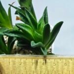 Haworthia Seedling MS271 Bev’s Wonder Gasteria - 1