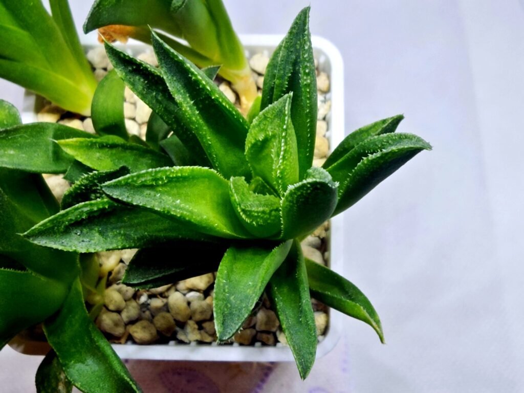 Haworthia Seedling MS271 Bev’s Wonder Gasteria - 2