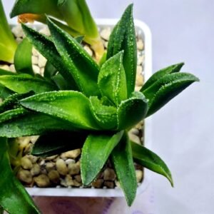 Haworthia Seedling MS271 Bev’s Wonder Gasteria - 2
