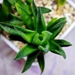 Haworthia Seedling MS271 Bev’s Wonder Gasteria - 3