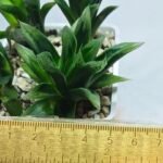 Haworthia Seedling MS263 Zizzunami x Leightonii - 1