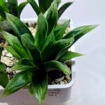 Haworthia Seedling MS263 Zizzunami x Leightonii - 2