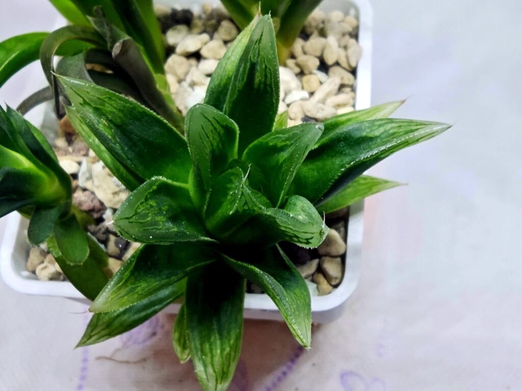 Home 7 Haworthia Seedling MS263 Zizzunami x Leightonii - 3