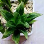 Haworthia Seedling MS263 Zizzunami x Leightonii - 3