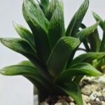 Haworthia Seedling MS263 Zizzunami x Leightonii - 4