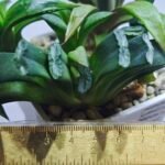 Haworthia Seedling MS260 Truncata Congesta x Mamoth Var - 1