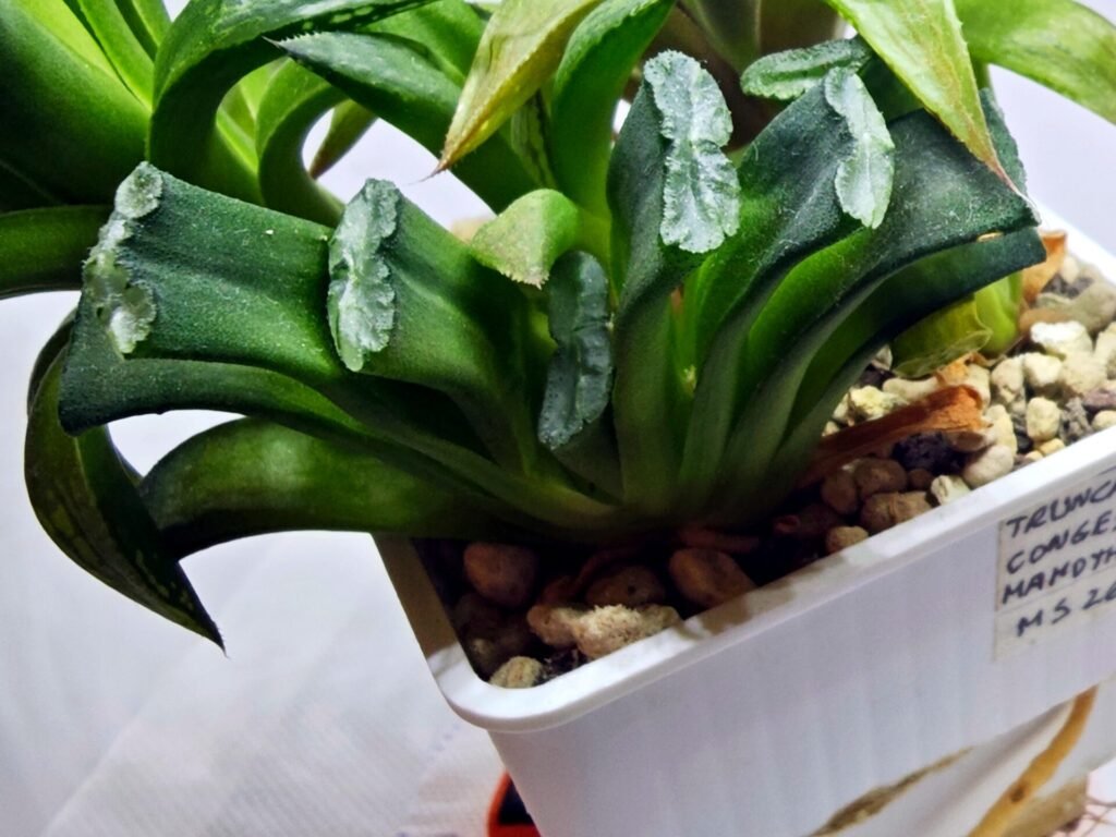 Home 8 Haworthia Seedling MS260 Truncata Congesta x Mamoth Var - 2
