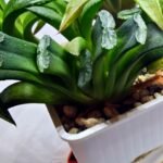 Haworthia Seedling MS260 Truncata Congesta x Mamoth Var - 2