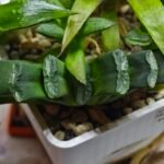Haworthia Seedling MS260 Truncata Congesta x Mamoth Var - 3