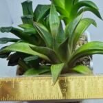 Haworthia Seedling MS257 Yuki Keshiki x Cuspidata - 1