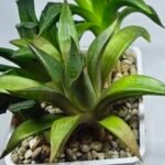 Haworthia Seedling MS257 Yuki Keshiki x Cuspidata - 2