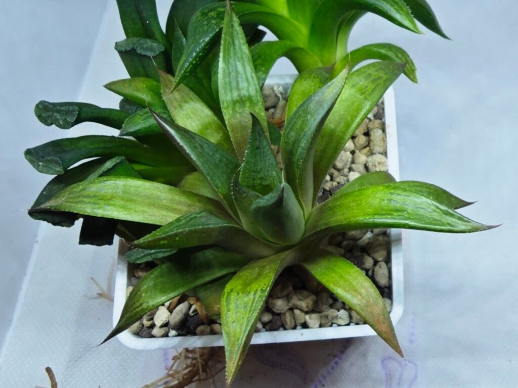 Haworthia Seedling MS257 Yuki Keshiki x Cuspidata - 3