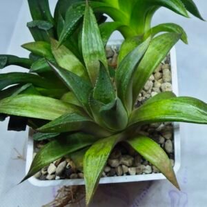 Haworthia Seedling MS257 Yuki Keshiki x Cuspidata - 3